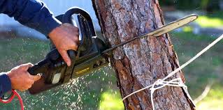 How Our Tree Care Process Works  in  Zwolle, LA